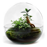 Growing Concepts DIY nachhaltiges Ökosystem Biodome Ficus - H30xØ30cm