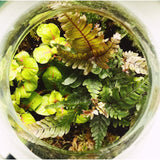 Growing Concepts DIY Duurzaam Ecosysteem Bol met Kurk Ficus Ginseng - H30xØ18cm