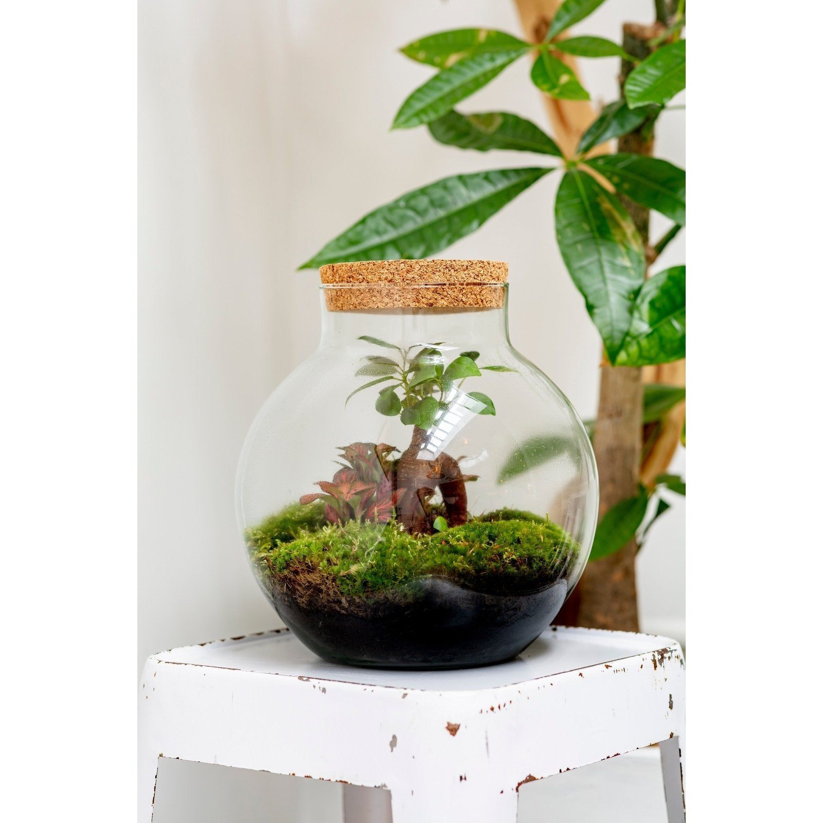 Growing Concepts DIY Duurzaam Ecosysteem Bol met Kurk Ficus Ginseng - H30xØ18cm