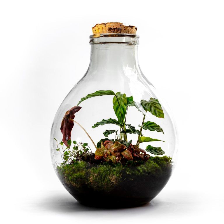 Growing Concepts DIY Duurzaam Ecosysteem EcoCork XL Botanische Mix - H47xØ32cm