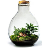 Growing Concepts DIY Nachhaltiges Ökosystem EcoCork XXL - Botanische Mischung - H54xØ38cm