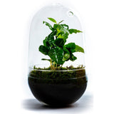 Growing Concepts DIY Duurzaam Ecosysteem Egg Large Coffea Arabica - H30xØ18cm