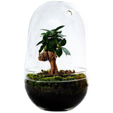 Growing Concepts DIY Duurzaam Ecosysteem Egg Large Ficus Ginseng - H30xØ18cm