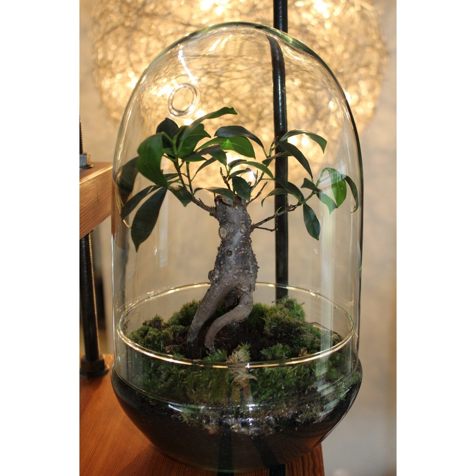 Growing Concepts DIY Duurzaam Ecosysteem Egg Large Ficus Ginseng - H30xØ18cm