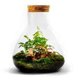 Growing Concepts DIY Duurzaam Ecosysteem Erlenmeyer Large Botanisch - H35xØ30cm