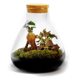 Growing Concepts DIY Duurzaam Ecosysteem Erlenmeyer Medium Ficus- H25xØ20cm