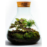 Growing Concepts DIY Nachhaltiges Ökosystem Erlenmeyerkolben mit Korkmedium – botanische Mischung – H26xØ22cm