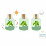 Growing Concepts DIY Duurzaam Ecosysteem Giants Ecolight XL 20 Liter Botanische Mix - H42xØ40cm
