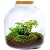 Growing Concepts DIY Duurzaam Ecosysteem Hebe XXL met Kurk Botanische Mix - H45xØ40cm