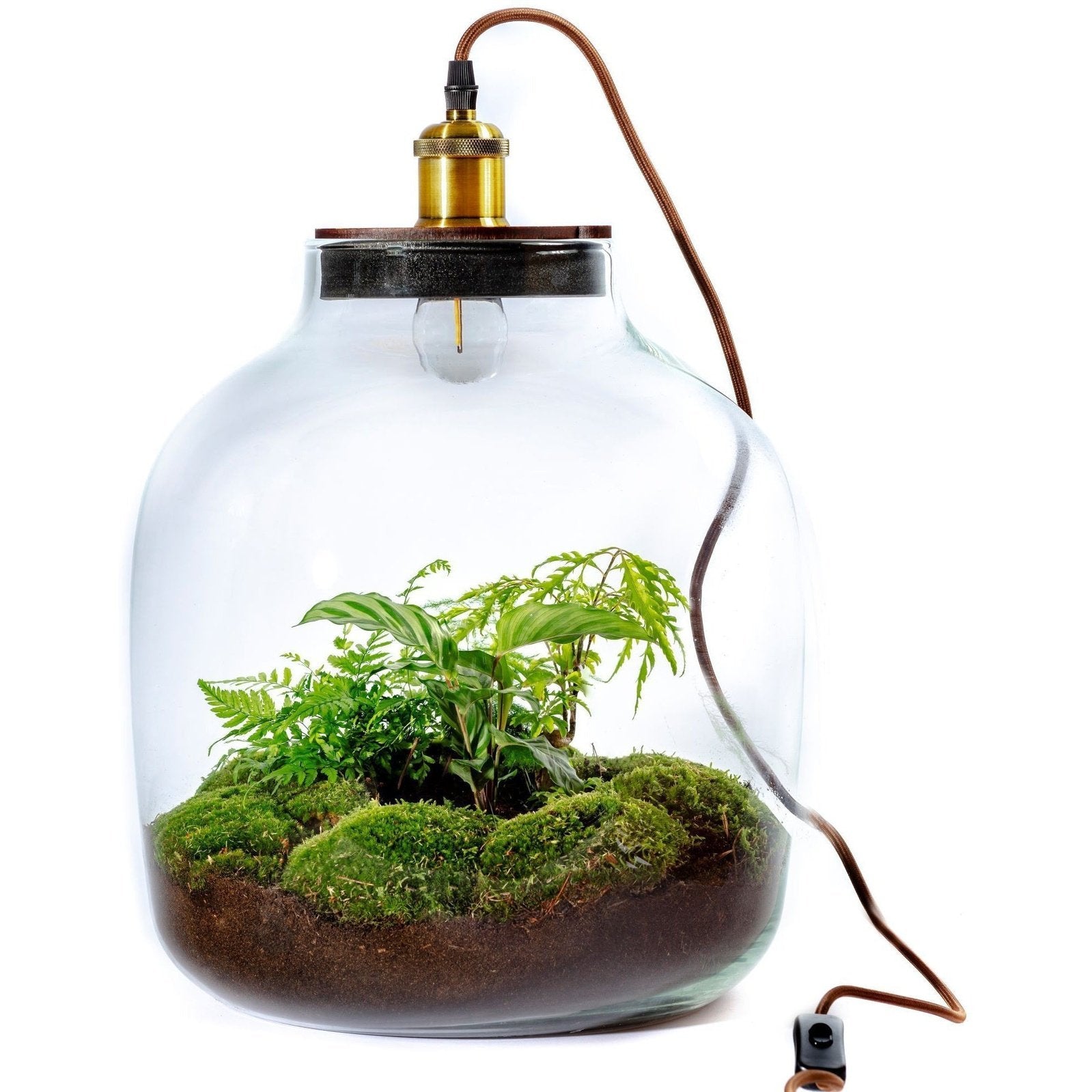 Growing Concepts DIY Duurzaam Ecosysteem Hebe XXL met Lamp Botanische Mix - H45xØ40cm