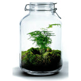Growing Concepts DIY Nachhaltiges Ökosystem Einmachglas 5L - Spargel - H28xØ18cm