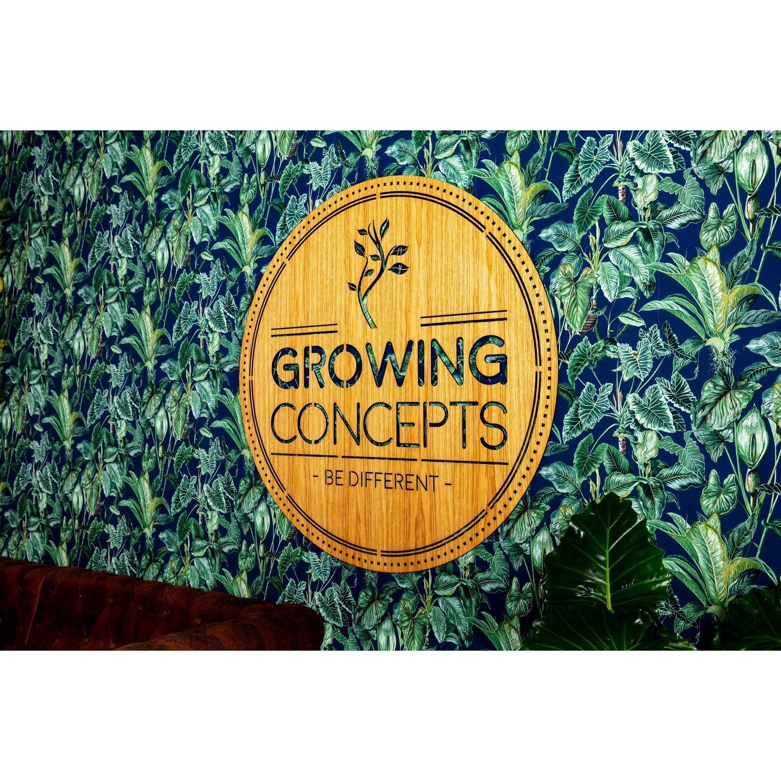 Growing Concepts DIY Duurzaam Ecosysteem Weckpot 5L Ficus Ginseng - H28xØ18cm