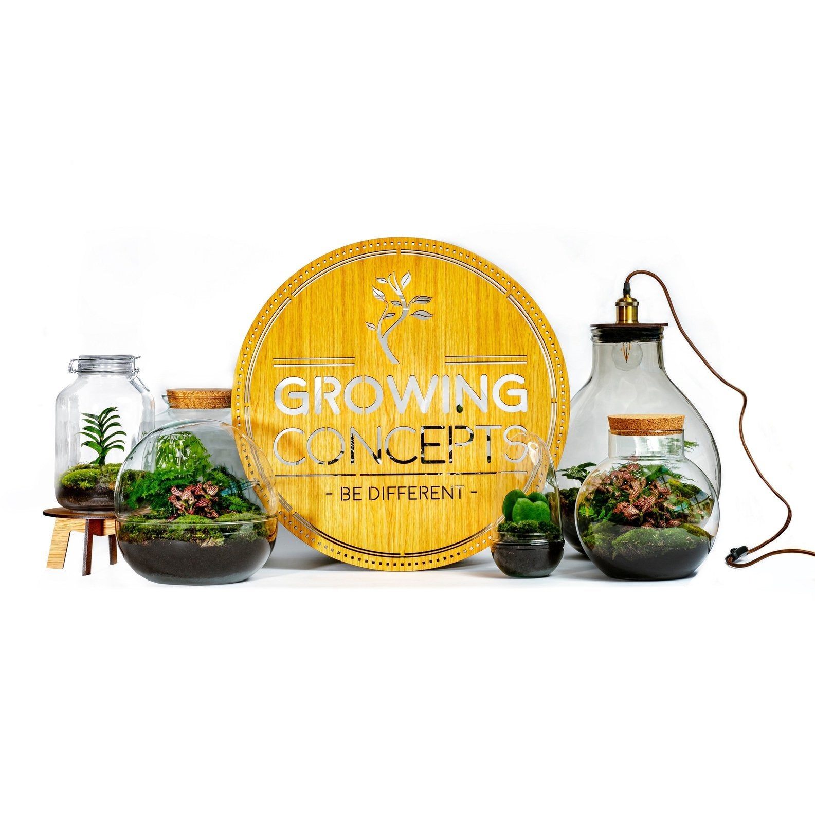 Growing Concepts DIY Duurzaam Ecosysteem Weckpot 5L Ficus Ginseng - H28xØ18cm